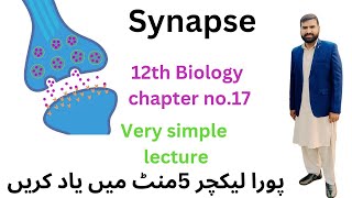 synapse 12 Class biology  synapse in Urdu Hindi 2ndyearbiology [upl. by Ahmar]