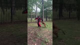 Aybo instant recall then a hard smack for the bite workingk9 puppy k9protection pets k9 [upl. by Frieder]