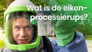 Wat is de eikenprocessierups [upl. by Tekla]