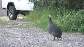 Helmeted Guineafowl Sound [upl. by Orran]