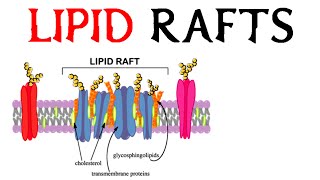 Lipid Rafts [upl. by Dranek]