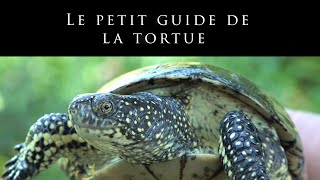 Le petit guide de la tortue [upl. by Holey826]