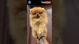 Pomeranian doglover qualitylover dogbreed pets topquality shorts [upl. by Tavey983]