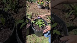 Growing ROMA tomatoes in CONTAINERS shorts [upl. by Appolonia]