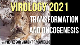 Virology Lectures 2021 18  Transformation and Oncogenesis [upl. by Boswell270]