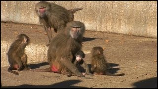 Mother Baboon Protecting Baby Papio hamadryas [upl. by Thorny]