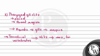 Select the correct statements with reference to chordates APresence of a middorsal solid and [upl. by Asiar]