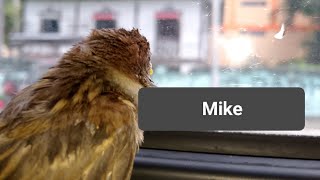 Mike the Bird 🕊️ May 22 2024May 27 2024 [upl. by Boeschen]