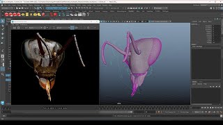 Overview of Honey Bee Mouth Part Anatomy Part 2 [upl. by Nahtnamas261]