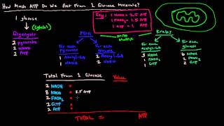 How Much ATP Do We Get Per Glucose Energy Calculation Breakdown [upl. by Salchunas563]