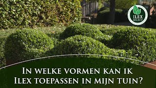 In welke vormen kan ik Ilex crenata toepassen in mijn tuin [upl. by Nilrev]