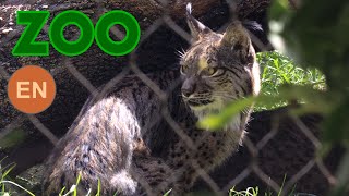 Iberian lynx 4K Lynx pardinus lince ibérico Pardelluchs lince pardina Lynx ibérique [upl. by Warram]