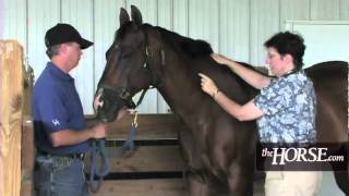 How to Take Your Horses Vital Signs [upl. by Calie]