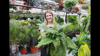 Differentiating The 3 Most Popular Ferns [upl. by Enaht]