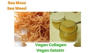 HOW TO MAKE YOUR OWN VEGAN COLLAGEN  Sea Moss Gel [upl. by Kinzer798]