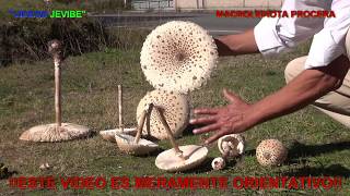 LEPIOTA PROCERA COMESTIBLE 4K [upl. by Detta769]