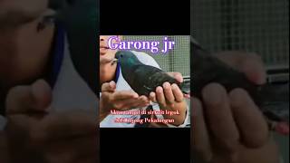 Garong jr [upl. by Nerred3]