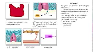 ATPase function  membrane transport contractile proteins and synthesis [upl. by Eseret]