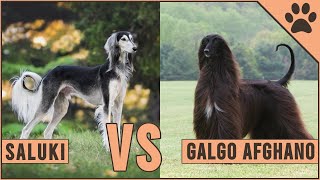 Saluki vs Galgo Afghano ¿Qué raza de perro es mejor  Perros Mundo [upl. by Oulman674]