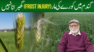 Frost injury on wheat crop has minor effect on yield [upl. by Ijuy]