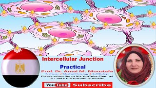 Practical Histology of intercellular Junction Tight Junction Desmosomes Gap junction [upl. by Anthea]