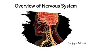 Overview of Nervous System [upl. by Anitsim953]