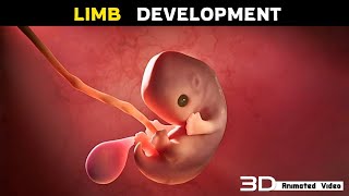 Apoptosis In Fetal Limb Development  3D Animation [upl. by Schwinn]