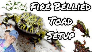 Fire Bellied Toad Tank Setup and Basic Care [upl. by Gram656]