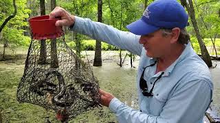 Catching an Amphiuma in a Crayfish Trap [upl. by Floyd]