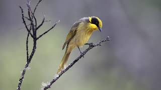 Honeyeater Yellow tufted [upl. by Bloxberg]