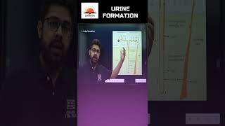 How Urine is Formed Formation of Urine shorts youtubeshorts medical [upl. by Rafa]