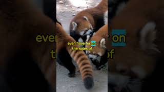 All About Red Pandas Amazing Facts and Adventures [upl. by Jessie]