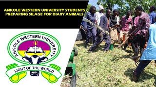 SILAGE PREPARATION BY AWU STUDENTS FROM FRESH FODDER [upl. by Cruickshank]