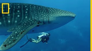 Le requinbaleine plus grand poisson au monde [upl. by Isidor]