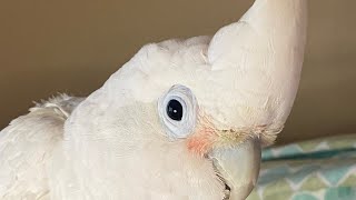 Turkey the Goffin Cockatoo 🩷🤍🩵 [upl. by Nylrahc]