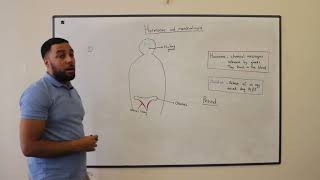 Menstrual cycle NEW GCSE AQA BIOLOGY PAPER 2 [upl. by Ahseniuq]