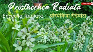 Blooming Prosthechea Radiata Update  नया अर्किड बारे जानकारी  encyclia radiata chandrascreation [upl. by Deutsch]