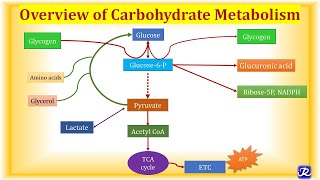 1 Overview Carbohydrate Metabolism  Carbohydrate Metabolism1  Biochemistry NJOY Biochemistry [upl. by Eiryk]