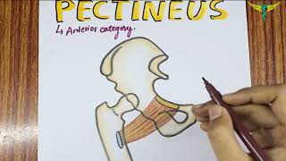 Pectineus Muscle  Origin  Insertion  Hand Drawn Diagram  Nerve Supply  Actions [upl. by Nelrac]