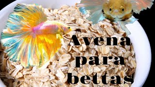 Baño de avena para Bettas  Gente Betta Venezuela [upl. by Yroffej538]