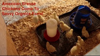 American Bresse Chickens Come To The Homestead [upl. by Ilatfan]