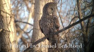 Great Gray Owl In Grand Teton National Park [upl. by Mushro]