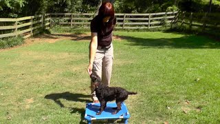 Puppy Training Kona Boykin Spaniel Verbal Marker Training amp Playtime [upl. by Bernete406]