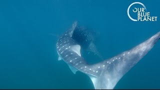 Tagging the Largest Shark on Earth  Our Blue Planet  Earth Unplugged [upl. by Notyap]