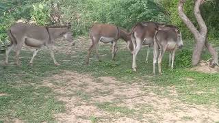 Group of Donkeys eating grass in desert areadonkey matinganimals wildlife desert donkey thar [upl. by Venola683]