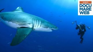 Documentario Jacques Cousteau  Il grande squalo bianco  La grande avventura del mare [upl. by Stodder]