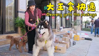 大王陪盆姐去拿快递啦！全部是大王的零食  Dawang gets the package【阿盆姐家的大王】 [upl. by Steward51]