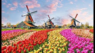 The Worlds Biggest Flower Garden in Amsterdam  Keukenhof Gardens [upl. by Eylhsa387]