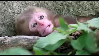 Baby monkey suddenly panicked without mother [upl. by Sueaddaht]