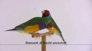 Diamante di Gould ancestrali  Chloebia gouldiae [upl. by Dnalevets]